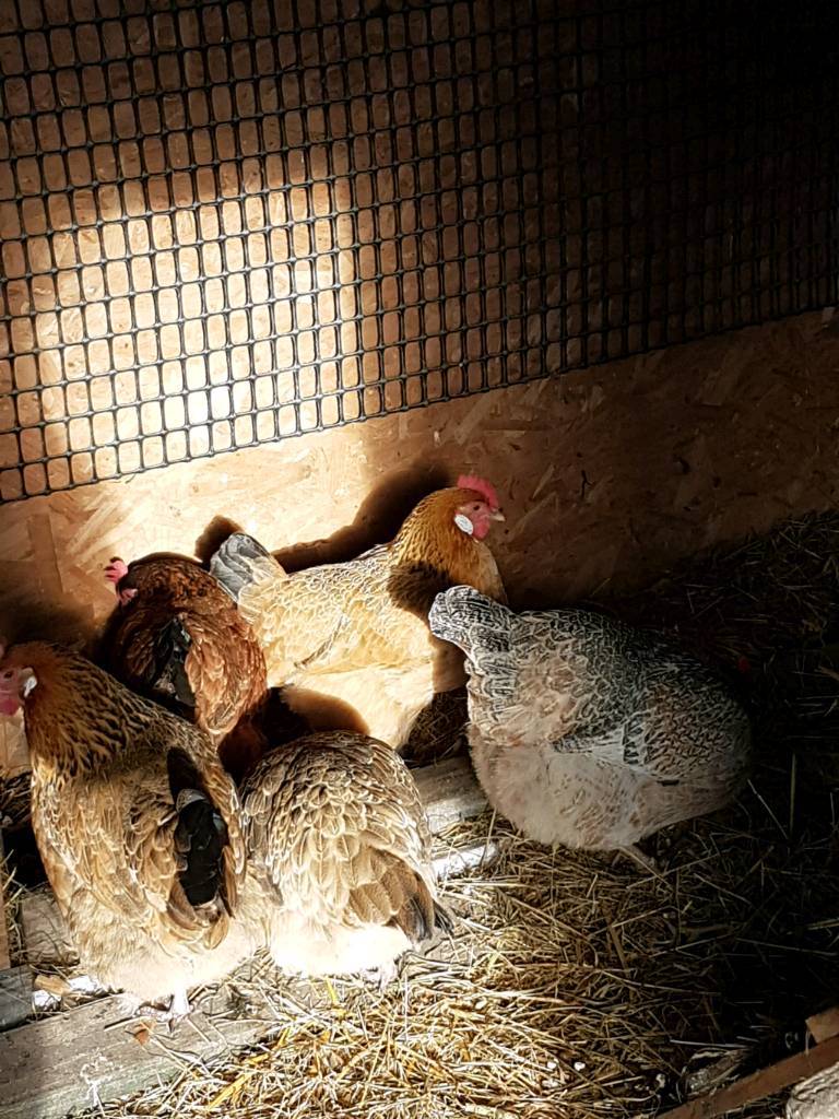 5 hens in Spennymoor, County Durham Gumtree