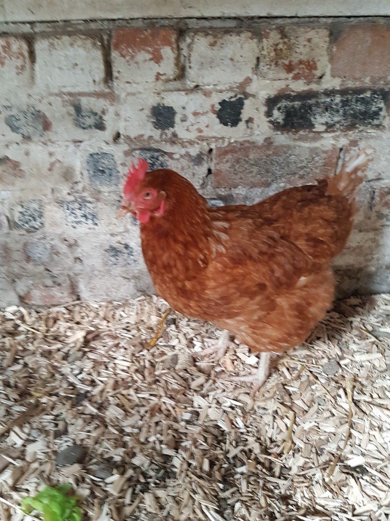 Chickens for sale in Lanark, South Lanarkshire Gumtree