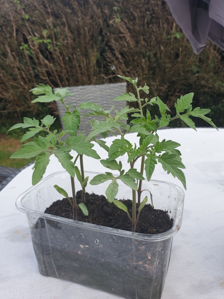 Tomato plant for sale in Earley, Berkshire Gumtree