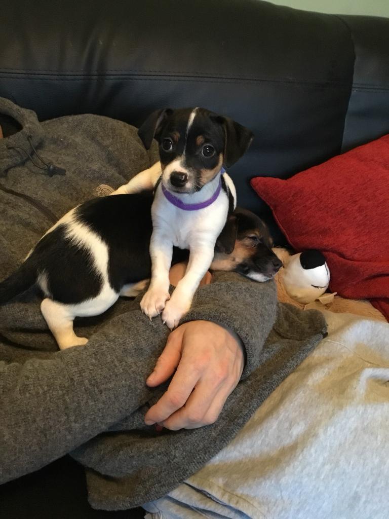 Miniture jack Russell puppies for sale in Woolston, Cheshire Gumtree
