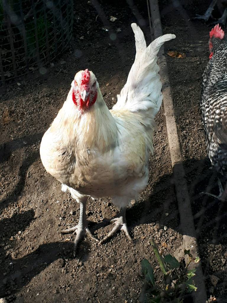 Male chicken in Poole, Dorset Gumtree
