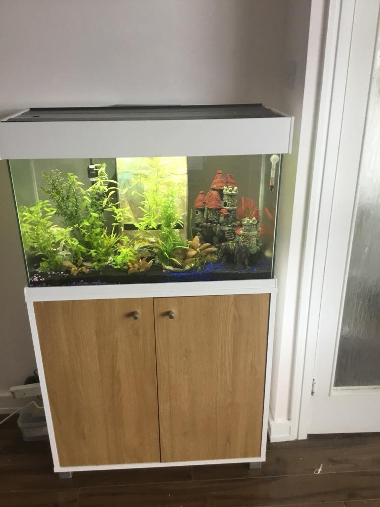Oscar fish for sale glasgow