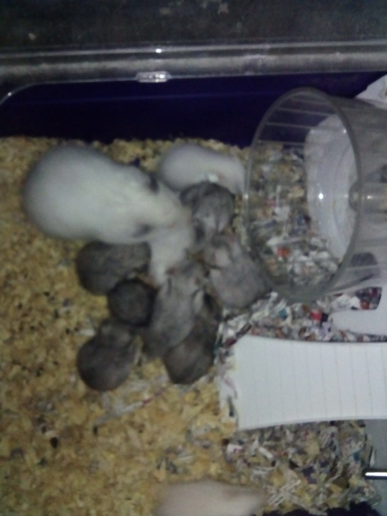 Tri Colour Syrian Hamsters In Platt Bridge Manchester Gumtree