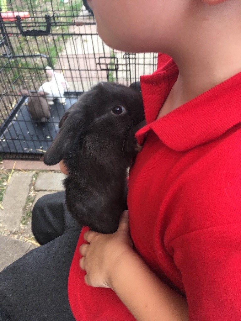 Beautiful baby bunnies looking for their forever home in Enfield