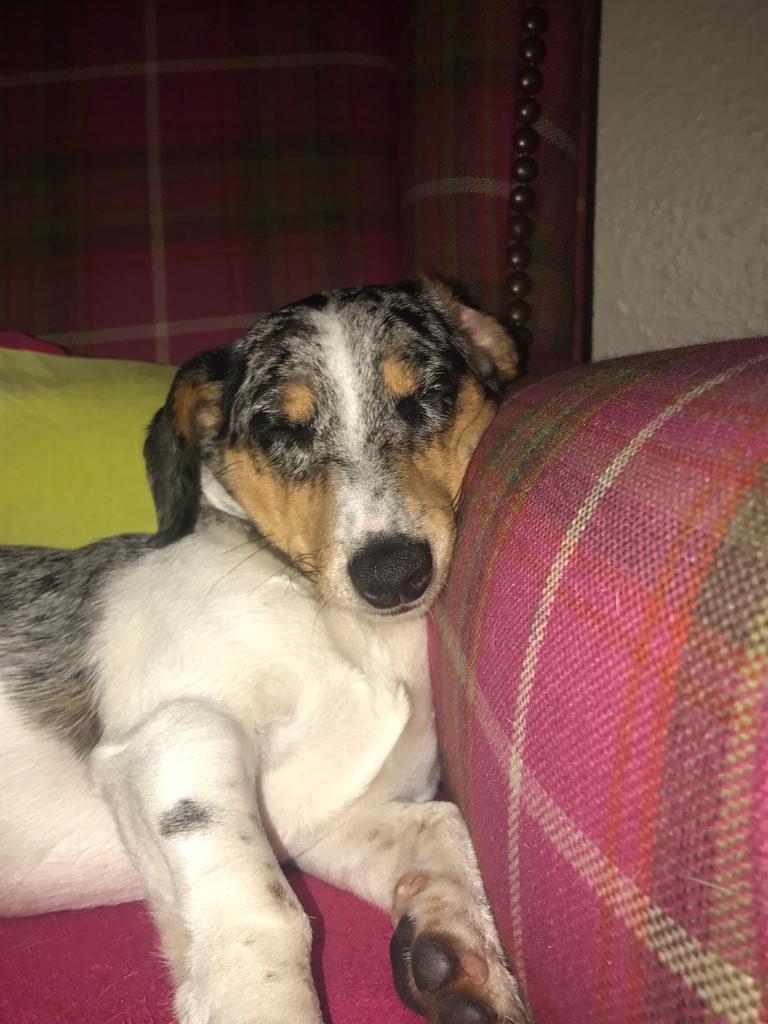 Sausage dog x Jack Russell in Helensburgh, Argyll and Bute Gumtree