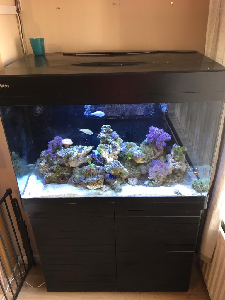 Red Sea max 250 marine fish tank in Melton Mowbray, Leicestershire