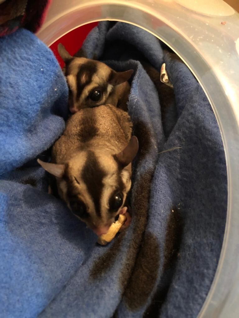 Sugar gliders | in Burnham, Berkshire | Gumtree