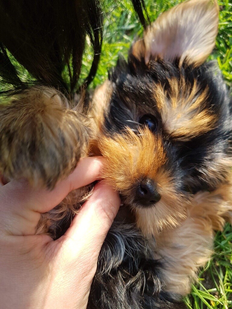 Yorkshire terrier for sale in Ilford in Barking, London Gumtree