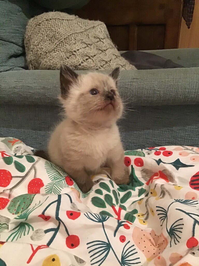 kittens for sale in Lewes, East Sussex Gumtree