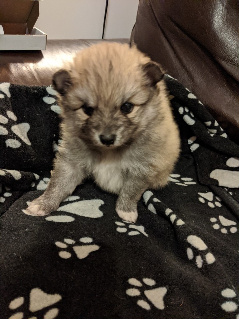Pomeranian Puppies 2 Boys 1 Girls Ready 3 02 20 With Puppy
