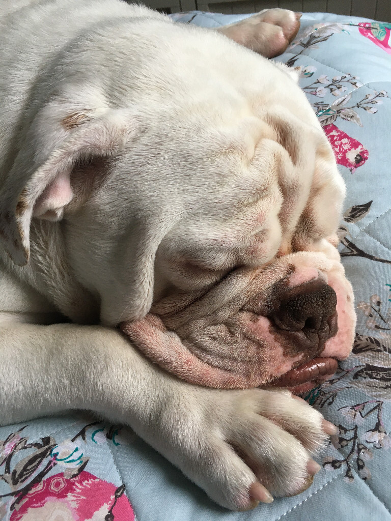 Old Tyme English Bulldog.................. in Christchurch, Dorset