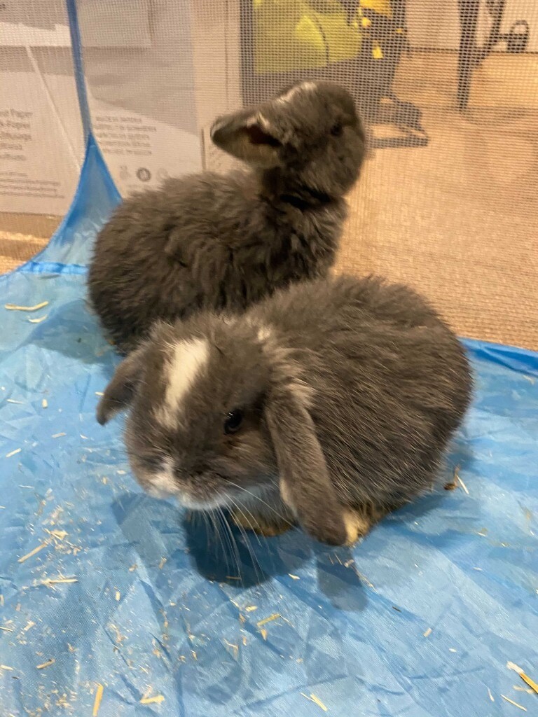 Beautiful Grey Mini Lop Rabbits in Wargrave, Berkshire Gumtree