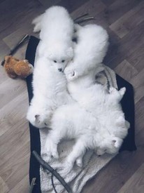 British Short Hair Cross Kittens Ready Now In Leytonstone
