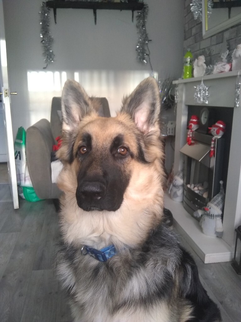 German Shepard for sale in Sunderland, Tyne and Wear Gumtree