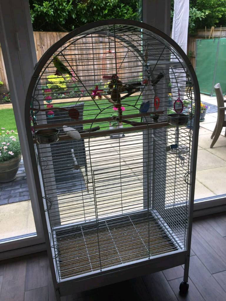 Two budgies in large cage in Broadstone, Dorset Gumtree