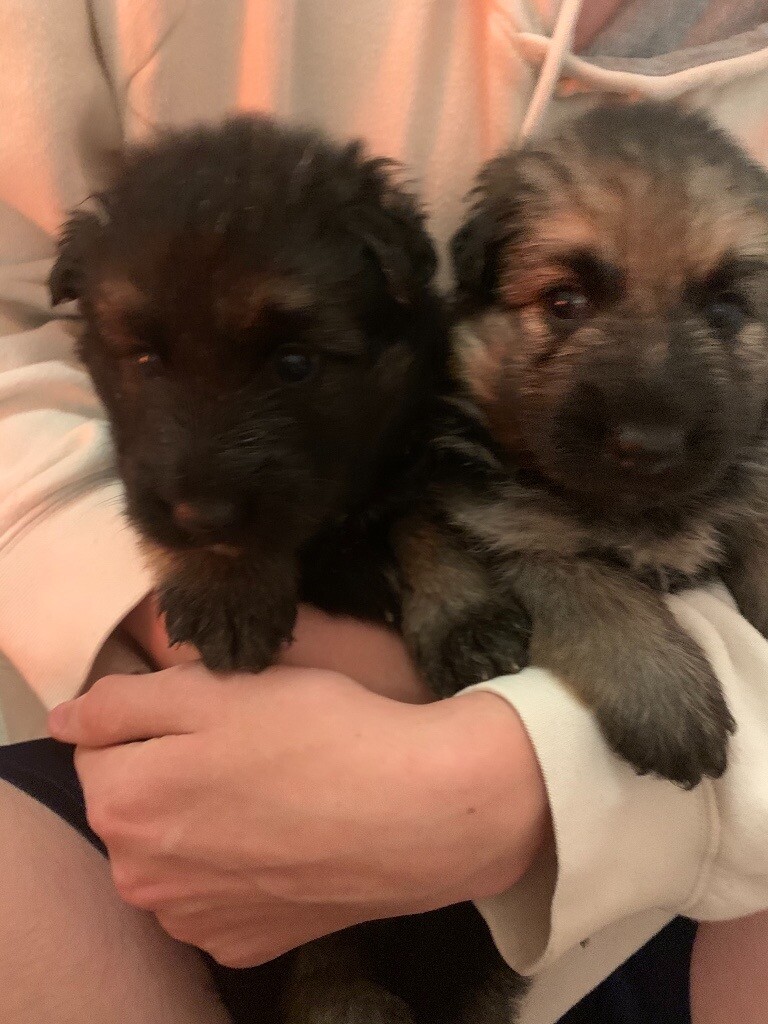 Long haired German shepherd puppies | in Kings Lynn ...