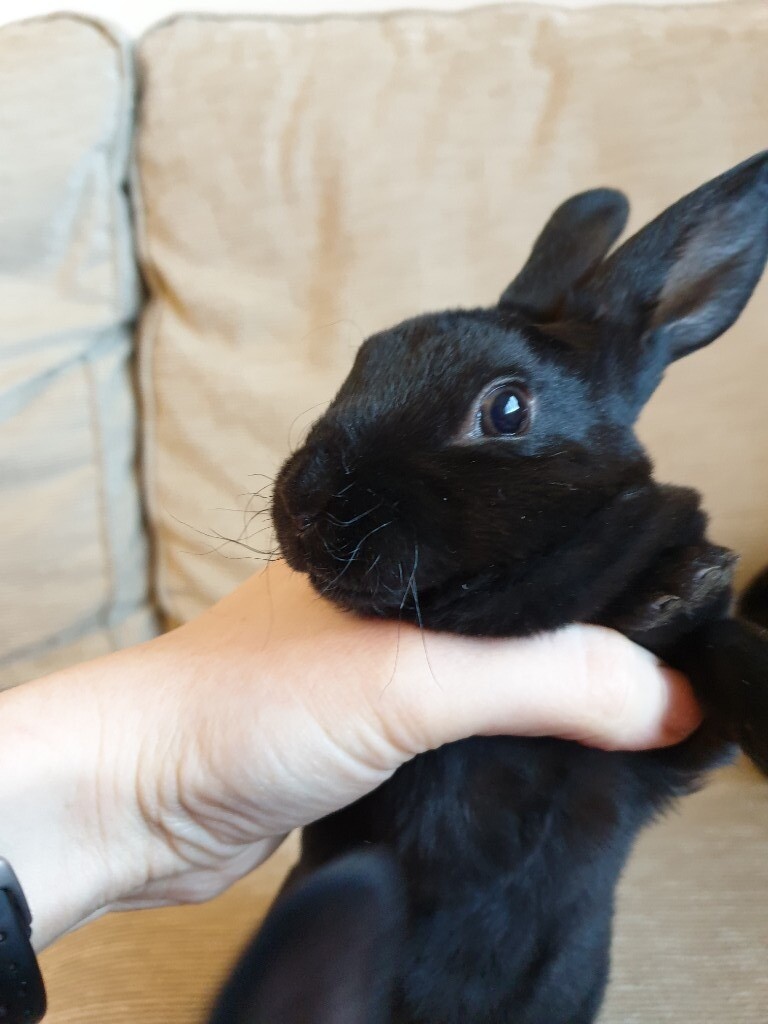 Baby Rex rabbits in Gorebridge, Midlothian Gumtree