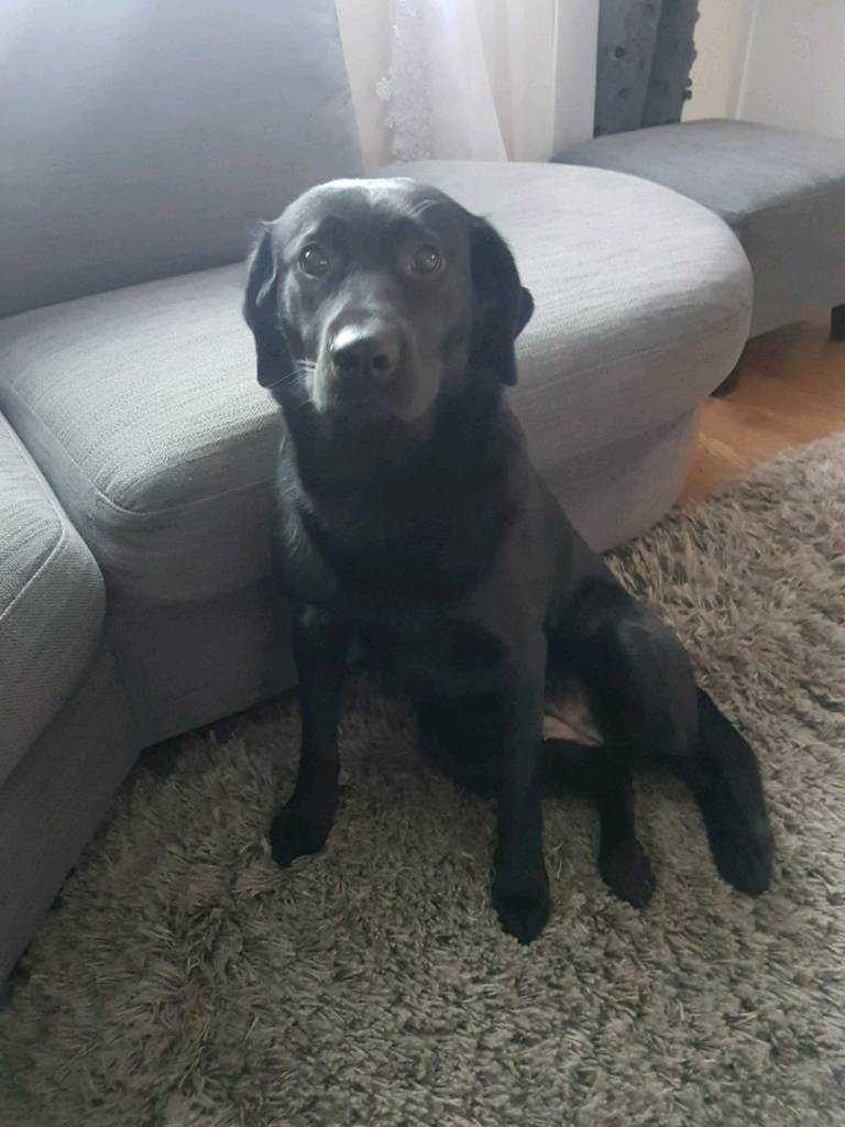 Labrador 12 months old in Ripley, Surrey Gumtree