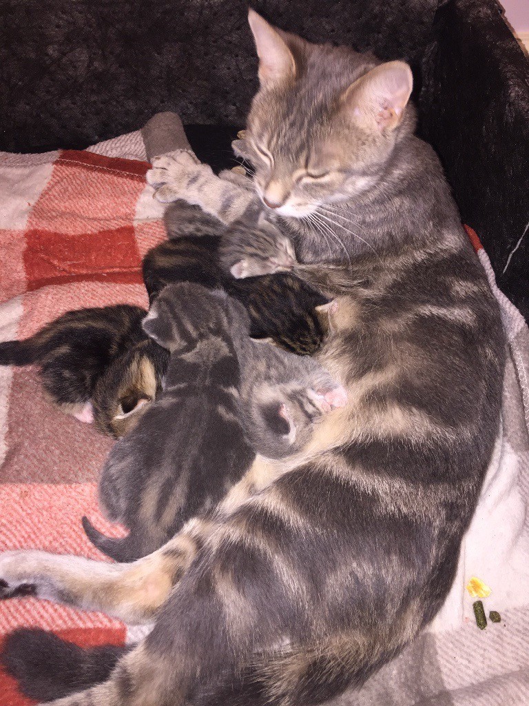 SOLD 5 Kittens For Sale | in Newport Pagnell, Buckinghamshire | Gumtree