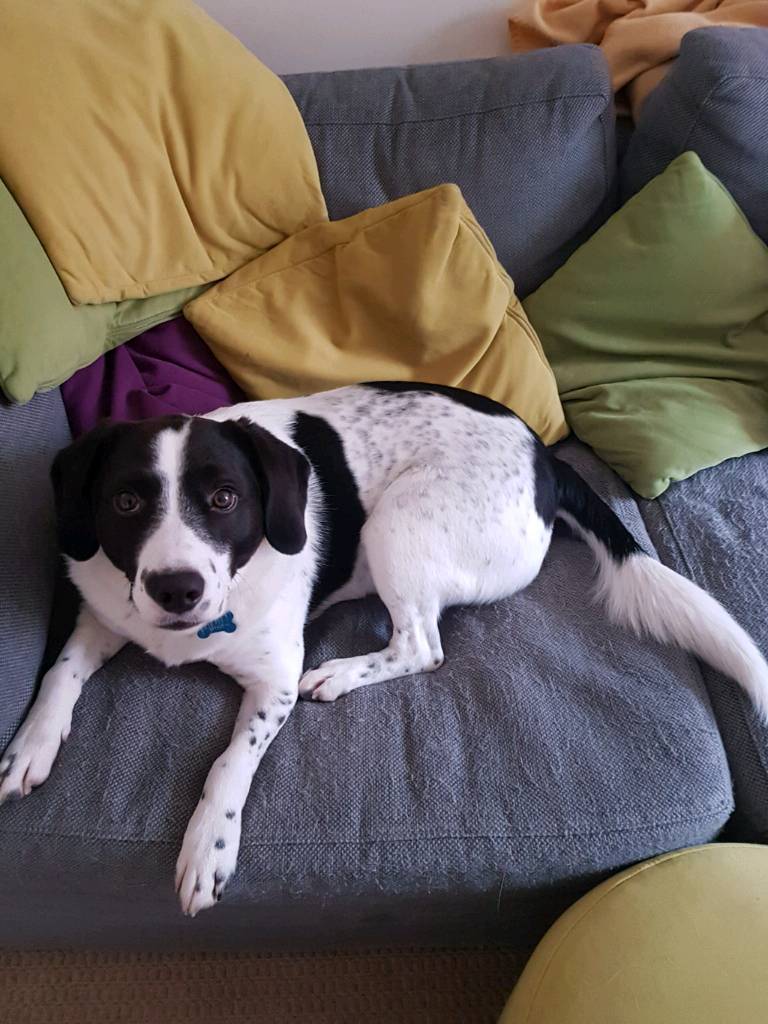 Border collie x beagle for sale/rehoming in Exeter, Devon Gumtree