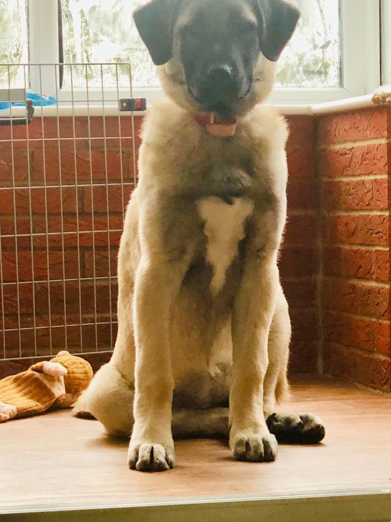Kangal puppie for sale in Rothwell, Northamptonshire Gumtree