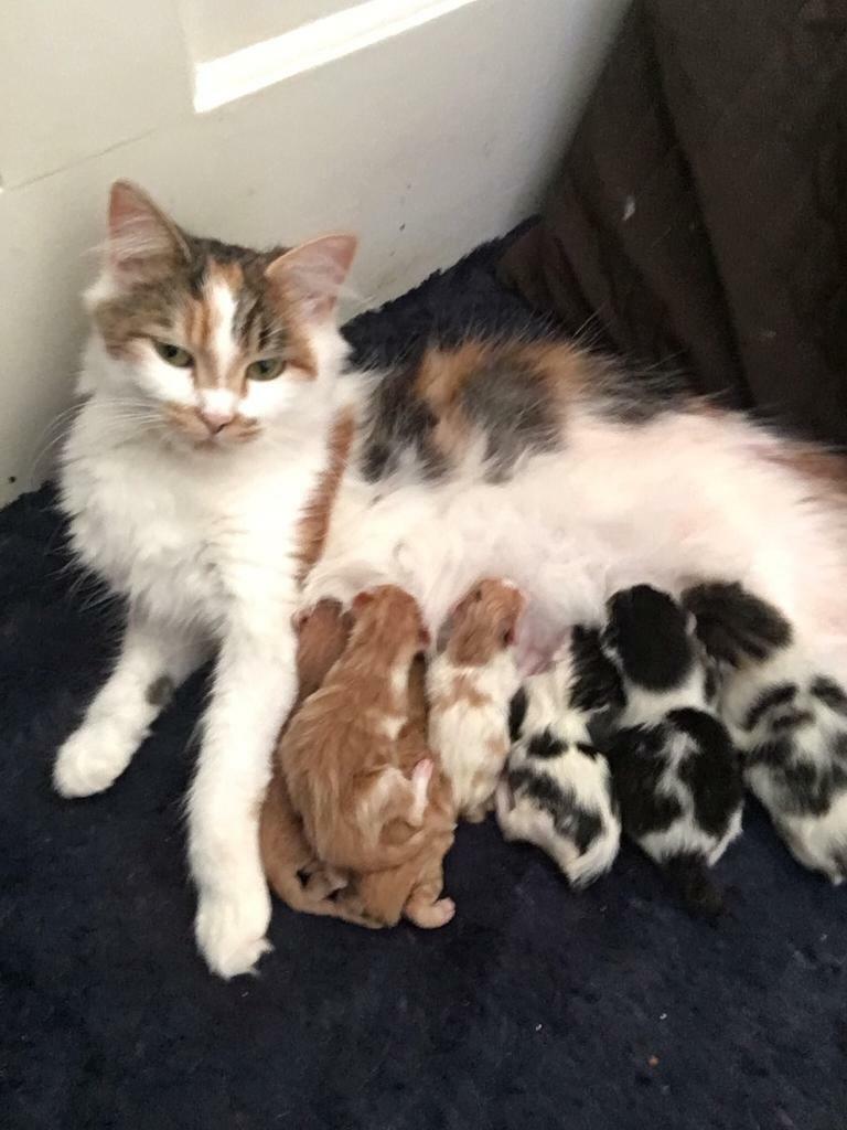 Kittens in Cupar, Fife Gumtree