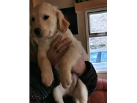 Golden retriever | Dogs &amp; Puppies for Sale - Gumtree