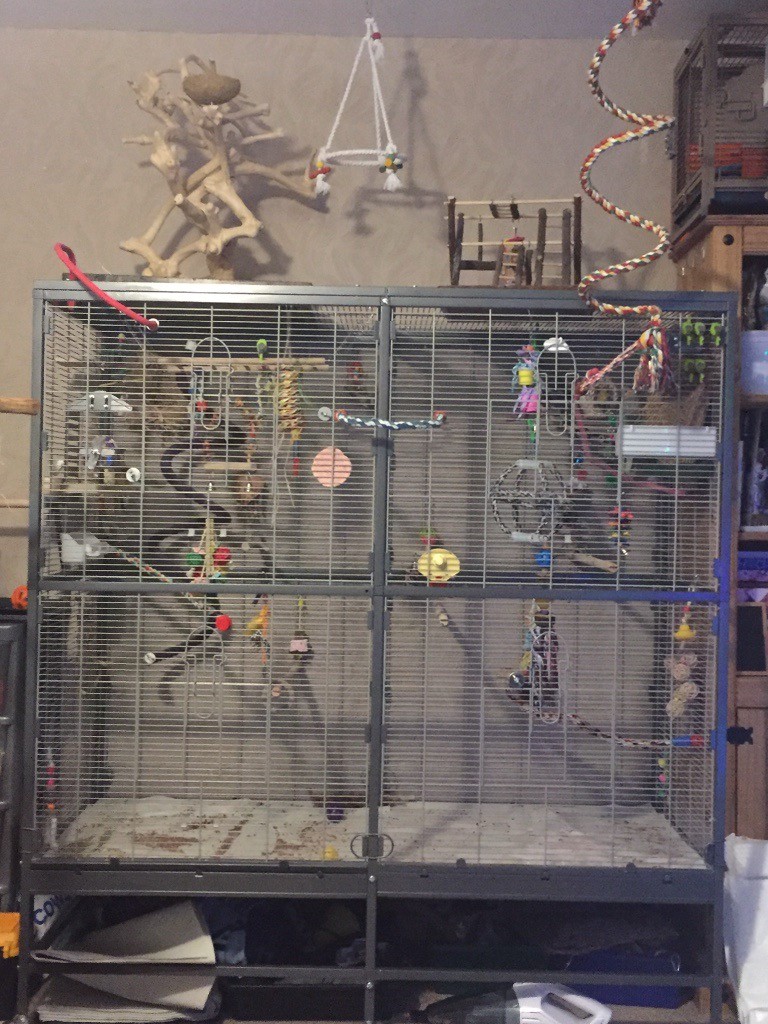 2 Cockatiels, including complete setup of cage, toys, stands ext in