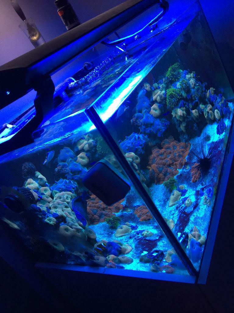 300 litre optiwhite glass fish tank aquarium in Walsall, West