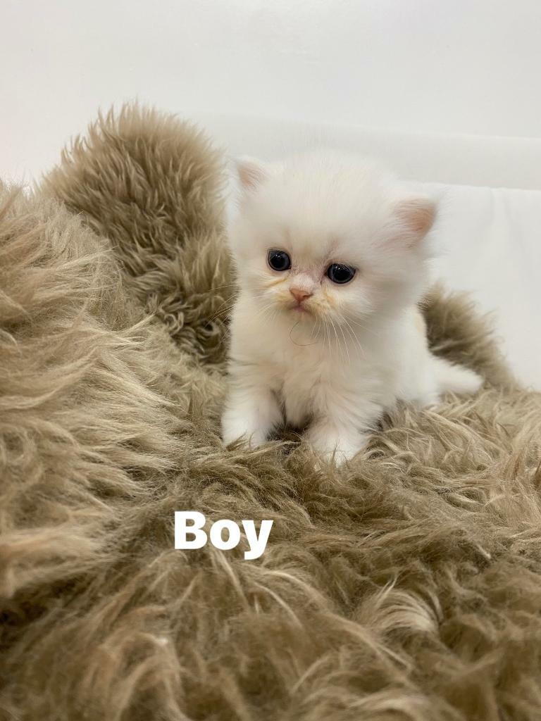 Persian chinchilla kittens for sale. ** all reserved now** in Hamilton, South Lanarkshire