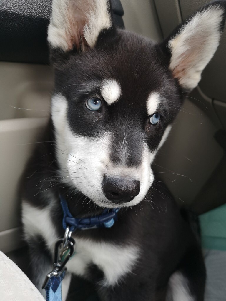 Beautiful Siberian Husky x Japanese Akita Puppy looking for his forever home in Vale of