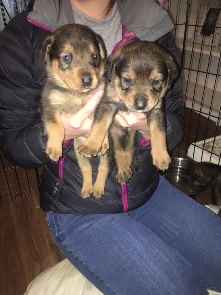 Mixed breed dogs for sale in Sunderland, Tyne and Wear Gumtree