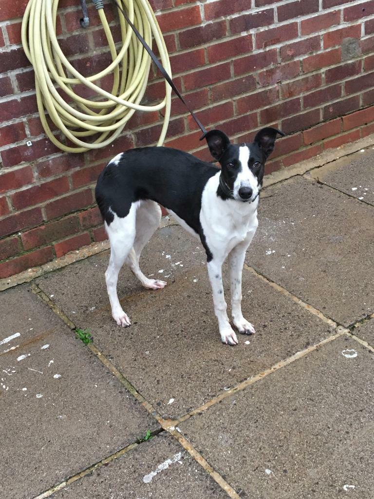 Lurcher puppy in Poole, Dorset Gumtree