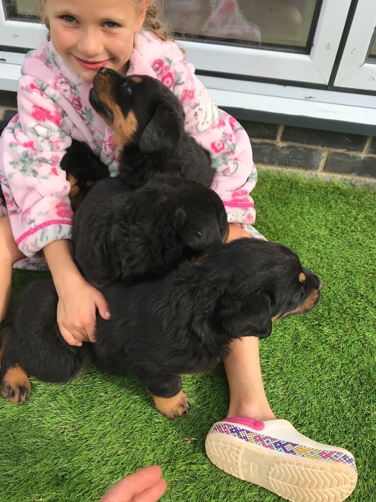 Rottweiler Puppies In Gloucester Gloucestershire Gumtree