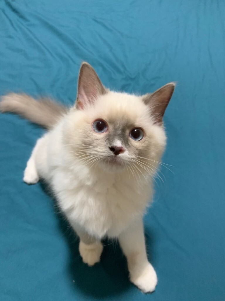 Ragdoll Female Kitten, ready now, blue mitted in Oxford, Oxfordshire