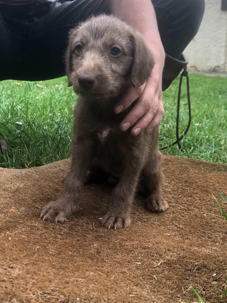 Bedlington Greyhound Pups In Usk Monmouthshire Gumtree