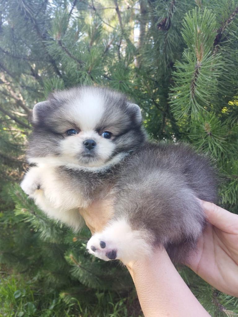 KC Registered Merle Pomeranian Puppy Boy in Bournemouth, Dorset Gumtree