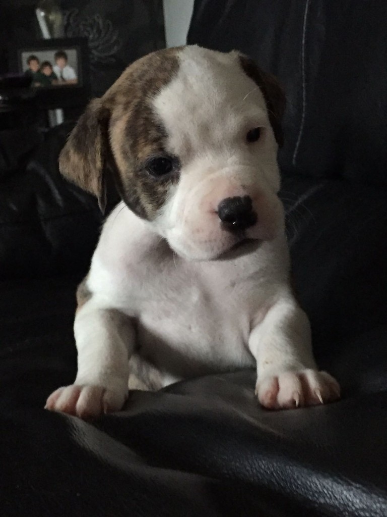 2 American bulldogs For sale in Birkenshaw, West Yorkshire Gumtree