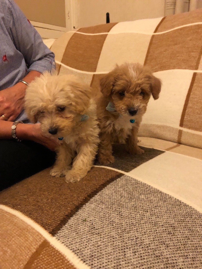 Jackadoodle Puppies For Sale in Bradford, West Yorkshire Gumtree