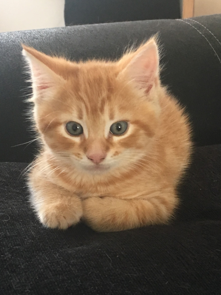 Fluffy Ginger Male Kitten in Rainham, London Gumtree
