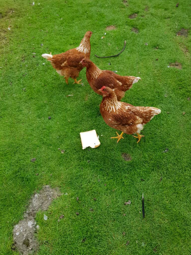 Female chickens in Lennoxtown, Glasgow Gumtree