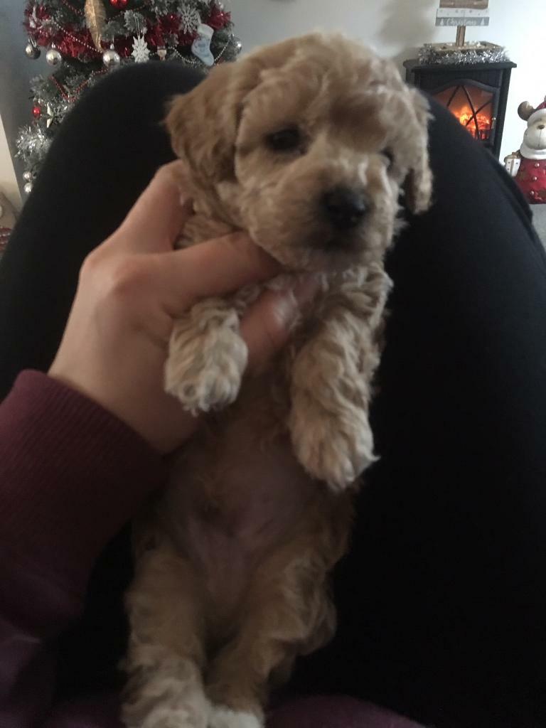 Poochon puppy in Consett, County Durham Gumtree
