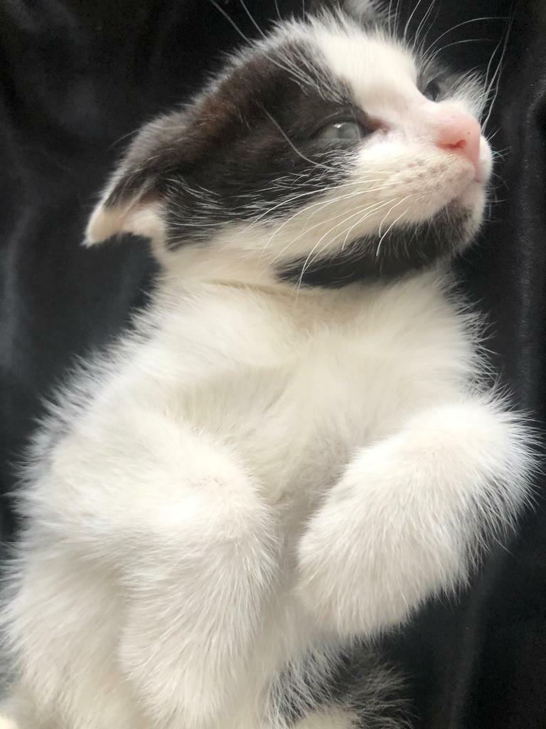 short hair kittens for sale 8 weeks old kitten cute kittens in East