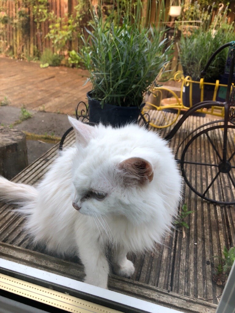 I’m selling my 8 years old cat in Jordanhill, Glasgow Gumtree