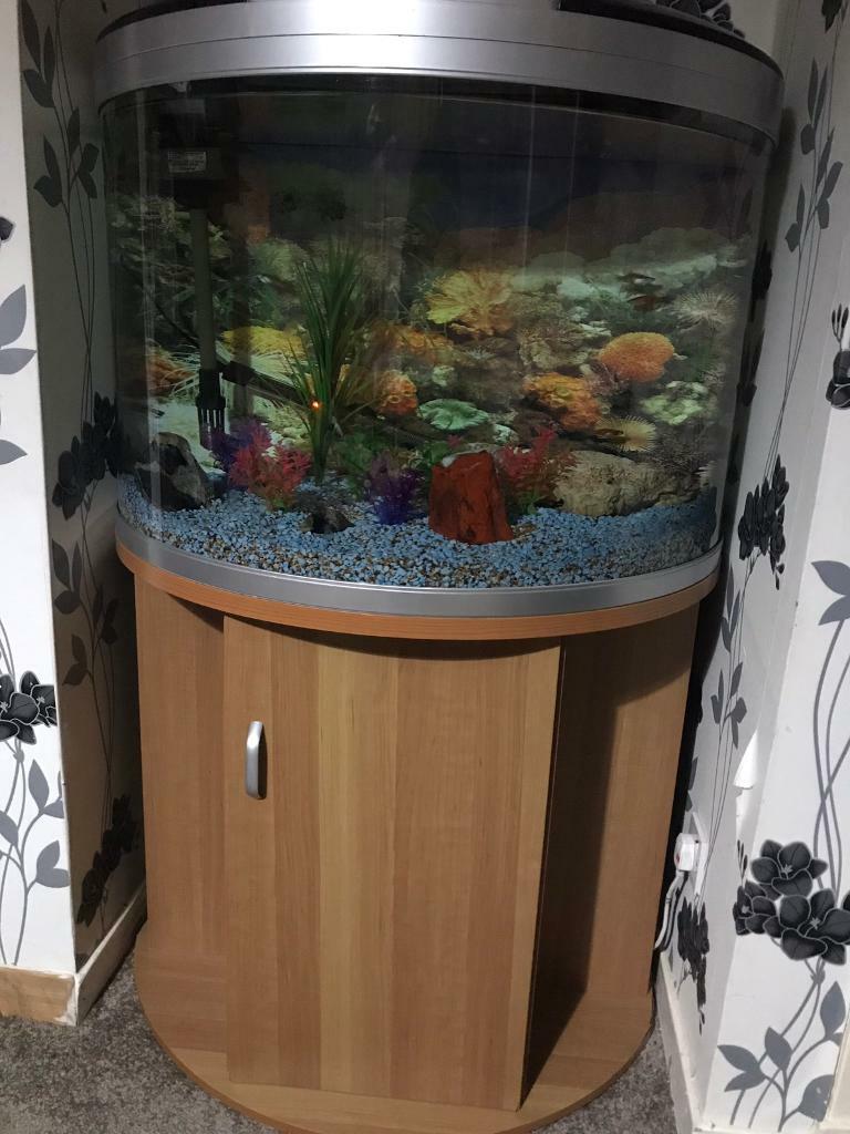 Complete Fish Tank for sale in Rosyth, Fife Gumtree