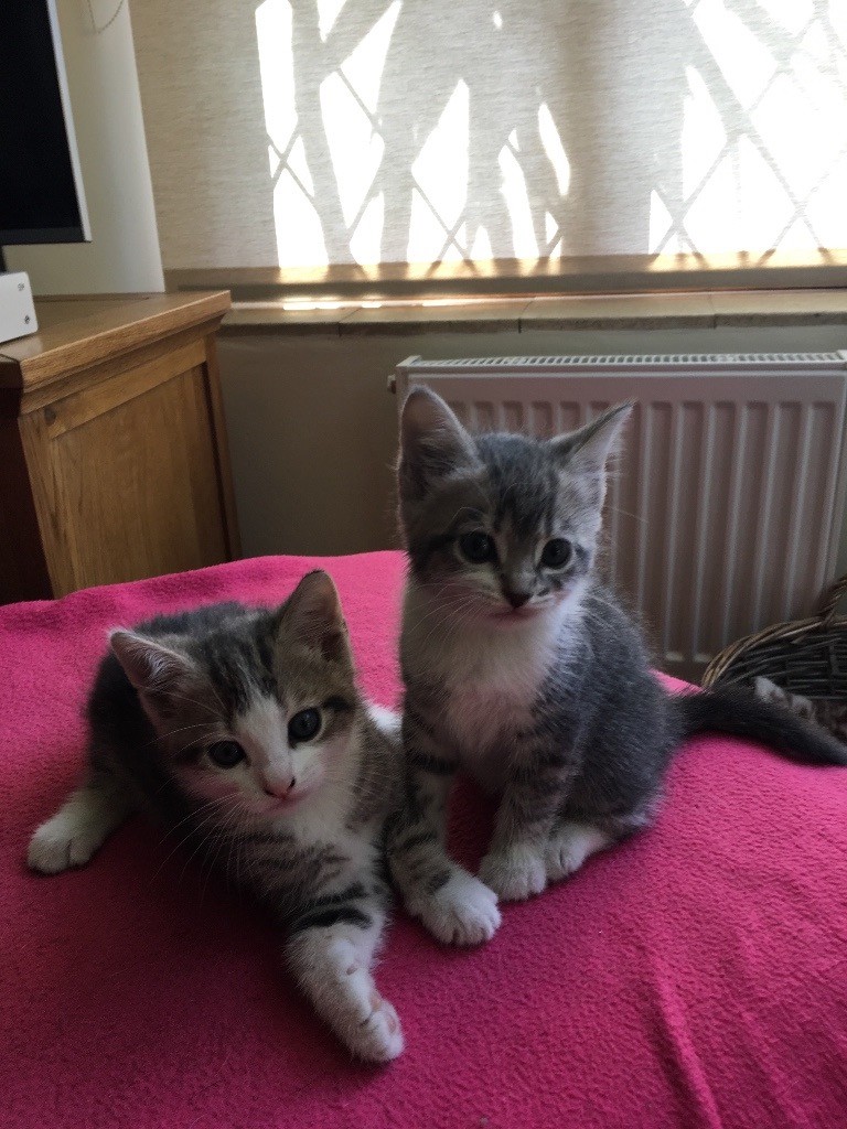 Beautiful grey tabby kittens in Boston, Lincolnshire Gumtree