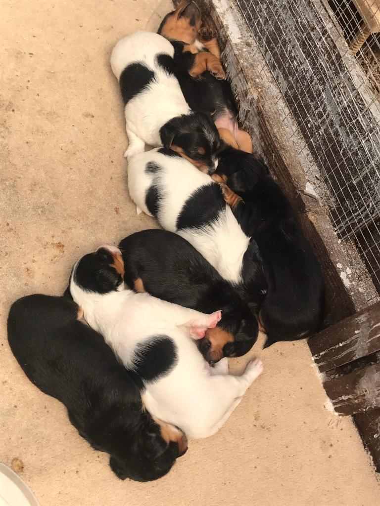 Small jack Russell puppies for sale x6 in Kilmarnock, East Ayrshire