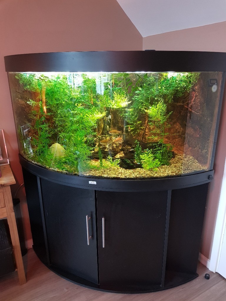 Juwel Trigon 350l tank, stand, decorations, fish, medicines, high end