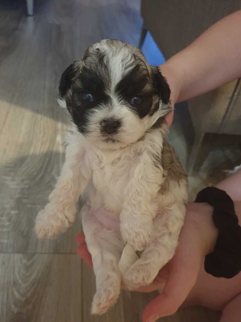 Beautiful zuchon puppies in Guisborough, North Yorkshire Gumtree