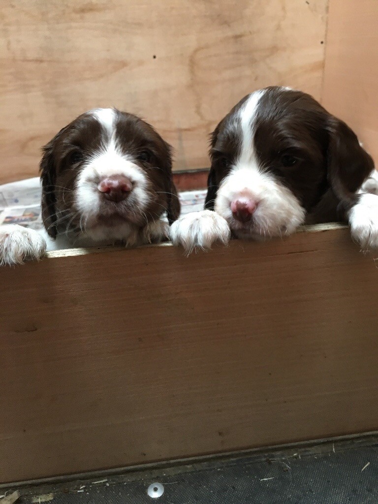 English Springer Spaniel Puppies. in Burntisland, Fife